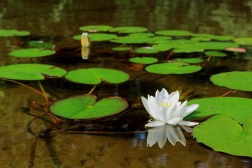 ЯЧМЕННАЯ СОЛОМА - ПРОТИВ ВОДОРОСЛЕЙ В ГОРШКЕ, АНТИВОДОРОСЛИ