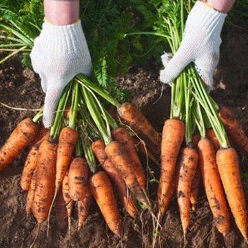 Nawóz do Warzyw Ekologiczny MĄCZKA BAZALTOWA 25KG