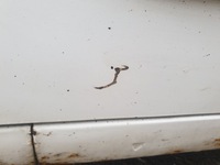 фото thumb №8, Peugeot bipper дверь левая передние левый перед ewp