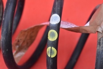 фото thumb №5, Пружина зад задняя seat altea 1.6 8v 06r