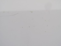 фото thumb №6, Iveco daily iv v 06-14 дверь левый перед широкая молдинг