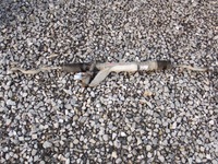 фото thumb №1, Рейка рульова трансмісія кермова renault laguna iii