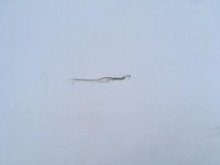 фото thumb №10, Дверь правый задняя fiat ducato 06-12 niski