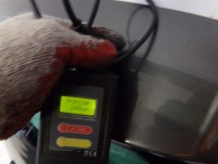 фото thumb №12, Крышка багажника крышка багажника задняя задняя vw polo v 5 6r ld7r 5d