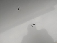 фото thumb №15, Дверь правый перед передние lexus is ii 220 цвет 1g1 lata 05-09 seda