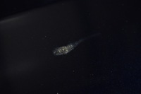 Bmw x3 g01 f97 x4 g02 f98 капот кришка демонтаж оригінальна w колір 416 Зі Шроту, фото thumb