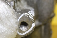 фото thumb №4, Редуктор дифференциал переднее перед q7 4l jtg 0aa409508d