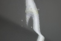 фото thumb №14, Mercedes w169 дверь правый перед d1694