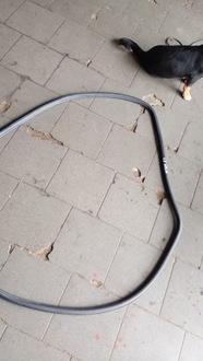 фото thumb №3, Volkswagen atlas прокладка двері лівий зад