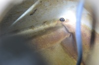 Купить Бак топлива bak mercedes w140 c140 cl бензин 1404703101, фото thumb