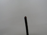 фото thumb №13, Kadjar hak буксирувальний причепа 8201709344 oryg