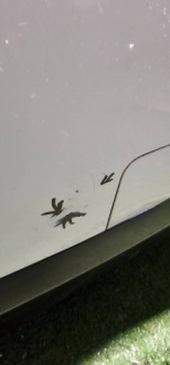 фото thumb №8, Bmw 3 gt f34 2013 усиление бамперов балка