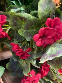 Girlanda Kwiatowa Pelargonia Sztuczne Kwiaty Zwisające Bluszcz Surfinia