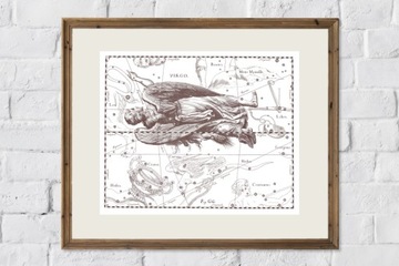 ZIMORODEK ptaki Polski grafika ze starego atlasu ptaków 21x30 (A4)
