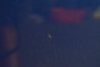 фото thumb №11, Капот крышка двигателя niebieska suzuki sx4 06-14