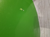 фото thumb №9, Lamborghini huracan дверь левая 4t0831435b