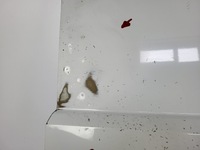 фото thumb №8, Двері задні праві зсувні berlingo partner rifter combo e 18-