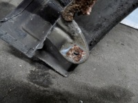 Giulietta 10r крила лівий перед 100 мікронів Зі Шроту, фото thumb