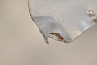 фото thumb №7, Tesla s крыло левый зад обшивка 1020513-s0-a