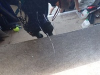 фото thumb №13, Hyundai ioniq v 21- капот