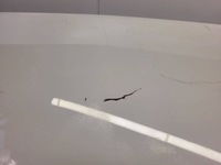 фото thumb №7, Задня кришка багажника багажника renault captur 2 2021