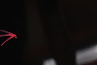 фото thumb №8, Дверь правое задняя задние bmw x5 e70 06-10