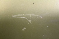 фото thumb №6, Капот кришка двигуна жовта honda hr-v h-r v 1 i 98-01