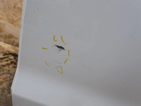 фото thumb №7, Дверь левая задняя задние hyundai i20 i phw lift