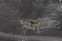 фото thumb №15, Капот кришка двигуна синя dodge magnum chrysler 300c 03-08