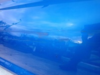 фото thumb №10, Audi a5 ii 2 8w 3d coupe 16- двері перед праве