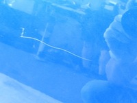 фото thumb №6, Fiat sedici 06-12 zcg дверь левый задняя