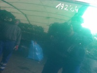 фото thumb №6, Audi a3 i 8l капот lak. lz6l hb 3d