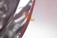 фото thumb №14, Лампа права задня задня 81550-0f090-00 toyota verso 1 i 09-13