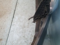 фото thumb №11, Бампер bmw 5 v g30 g31 m-pakiet перед передній