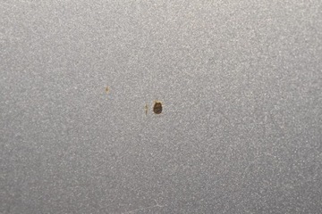 фото thumb №8, Капот крышка двигателя c6z subaru outback 4 iv 09-12