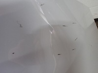 фото thumb №15, Бампер зад pdc renault grand scenic iii європа 2011 білий аксесуари 8258