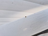 фото thumb №8, Renault clio 3 iii 3d двері ліва 0v639