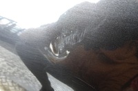 фото thumb №7, Nissan juke f15 двері передні праве повний 2010-