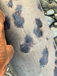 фото thumb №6, Гаситель выхлоп audi a4 b8 kombi avant 8k0253611h