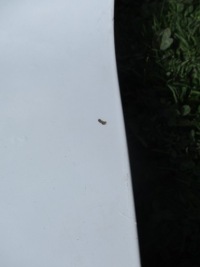 фото thumb №4, Yaris ii 2007r - капот , белый