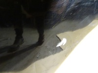 фото thumb №2, Audi q5 8r двері ліві лівий зад задні