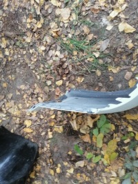 Бампер задній opel astra h kombi 24460461 Київ, фото thumb