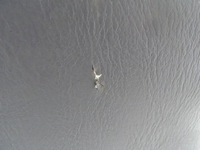 фото thumb №8, Ford ranger ii mazda b2500 98-06 сиденье левый перед водителя