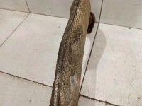 фото thumb №7, Выхлоп porsche cayman 718 982251187 xlx wadliwy гаситель выхлоп-