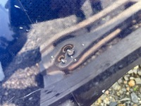 фото thumb №8, Капот кришка двигуна ford mustang vi mk6 рестайлінг