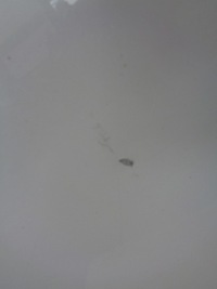 фото thumb №7, Двері правий задня повний renault megane iv хетчбек teqnc перламутр