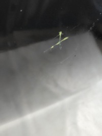 фото thumb №5, Капот audi a6 c6 2004-2011