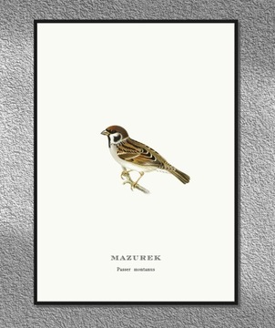 ZIMORODEK ptaki Polski grafika ze starego atlasu ptaków 21x30 (A4)