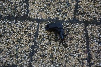 фото thumb №11, Диод сигнализация vw jetta 1k0919238a nowa