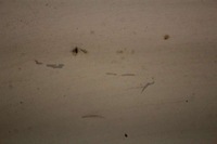 фото thumb №6, Дверь задние правое крыло белый opel vivaro 1 i lift 06-14